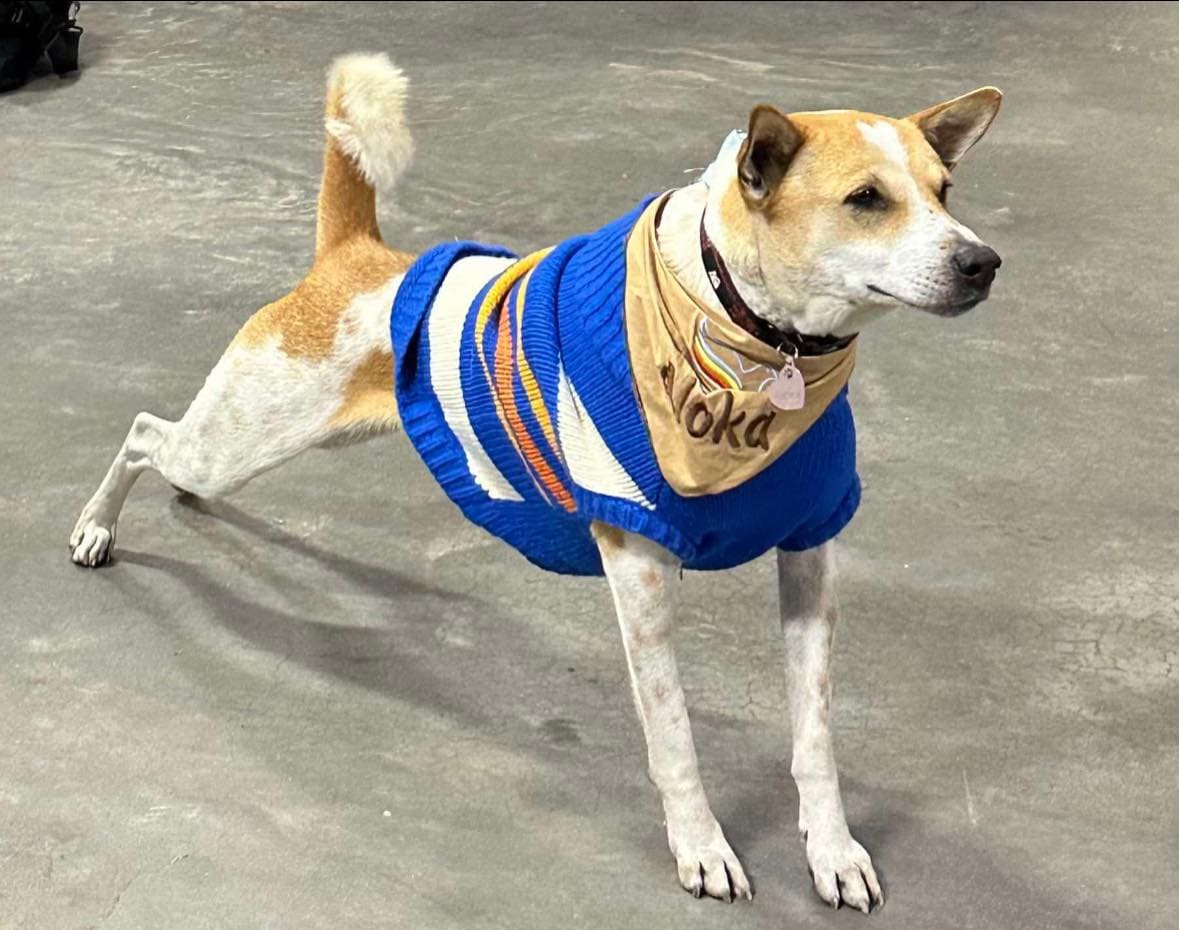 Primer plano de Aloka, el Perro de la Paz, mostrando su marca distintiva en forma de corazón en la frente.